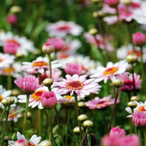 Tuintips 