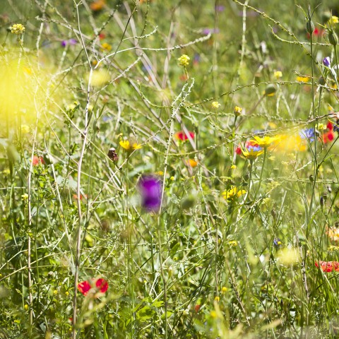 Maak van de Meivakantie een staycation met STad & Natuur 
