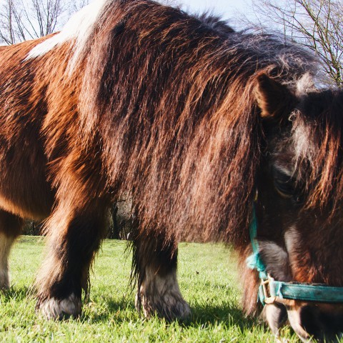 38-jarige Kobus is het leukste, oudste paard van Almere!