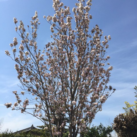Zonnig Lenteweer keert terug.