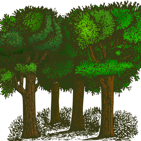 Maatregelen in verband met het coronavirus Staatsbosbeheer
