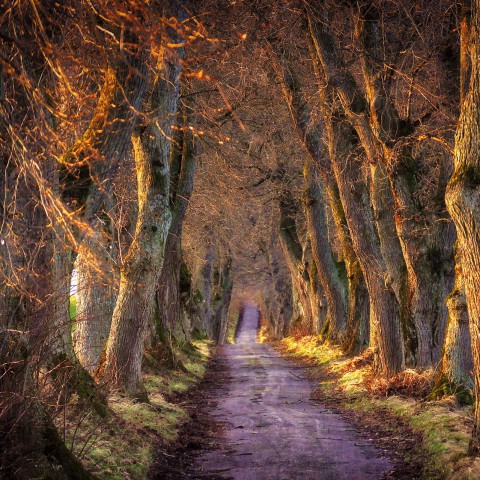 Bomen gecontroleerd op gezondheid, conditie en veiligheid