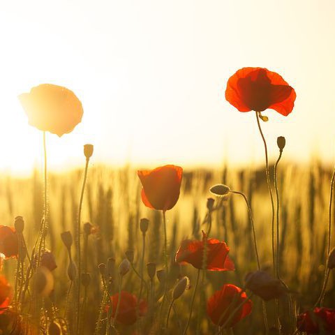 Gratis zakjes bloemenzaadjes om Almere in bloei te krijgen