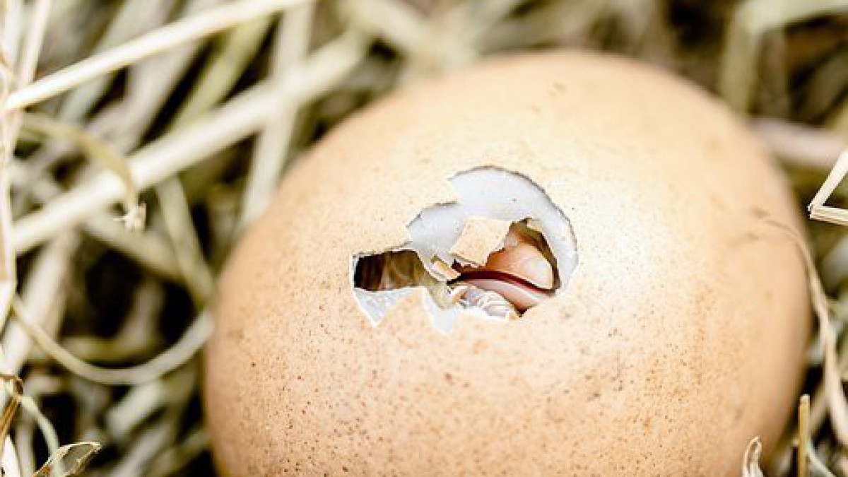 Dierennoodhulp woest om vernielde eieren 