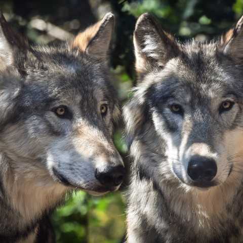 Effectieve afrastering weert Veluwse wolf