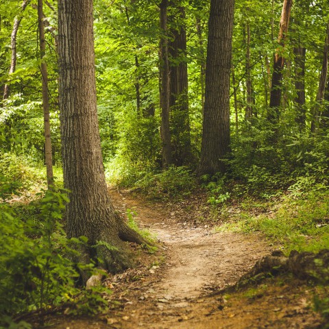 Staatsbosbeheer maatregelen in verband met het coronavirus
