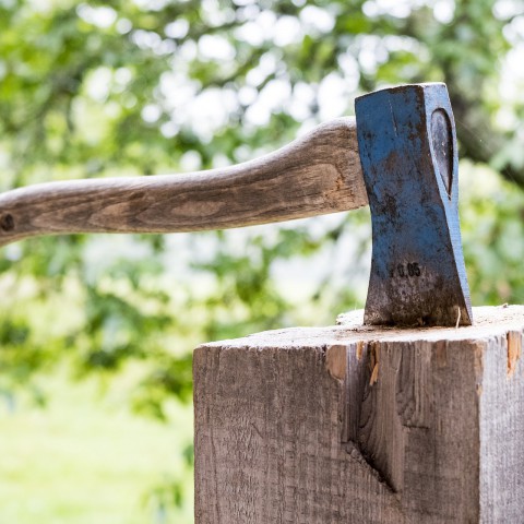 Waarom kapt Staatsbosbeheer bomen? 