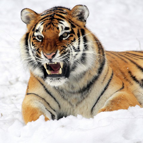 Interview: onze dierenarts keek naar de Tiger King
