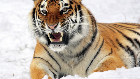 Interview: onze dierenarts keek naar de Tiger King