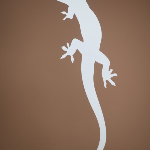 Al na 1 jaar kamsalamanders in nieuw natuurgebied