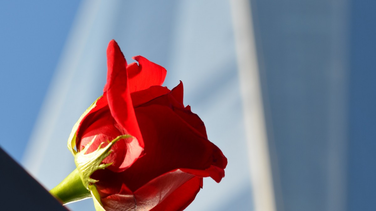 Bloemenprotesten tegen coronamaatregelen