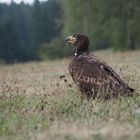 Weer jonge zeearend in Lepelaarplassen