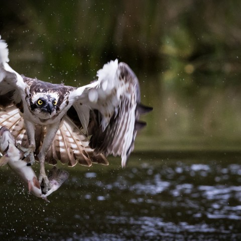 Visarendpopulatie breidt snel uit: drie broedparen in de Biesbosch