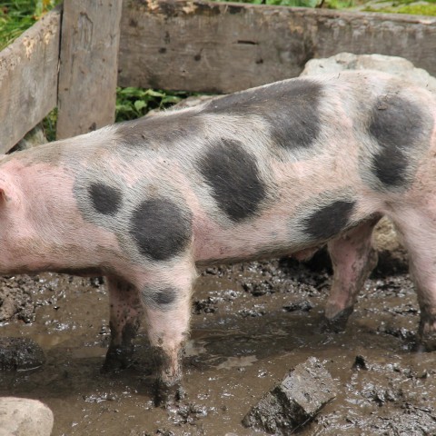 Aangepaste openingstijden kinderboerderij de Beestenbende