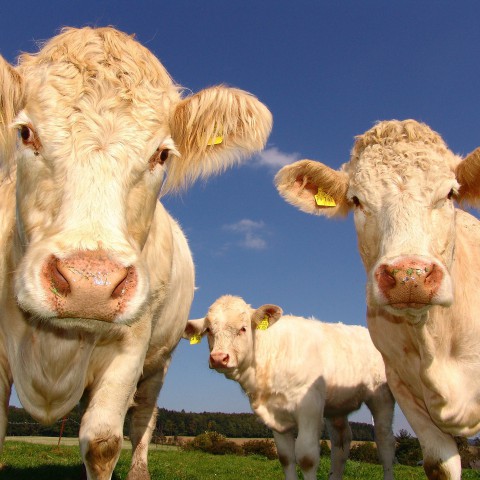 Eerste pilot natuurinclusieve landbouw in Flevoland