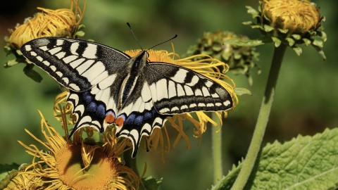 Vernielingen in Vlindertuin groot verdriet voor nabestaanden