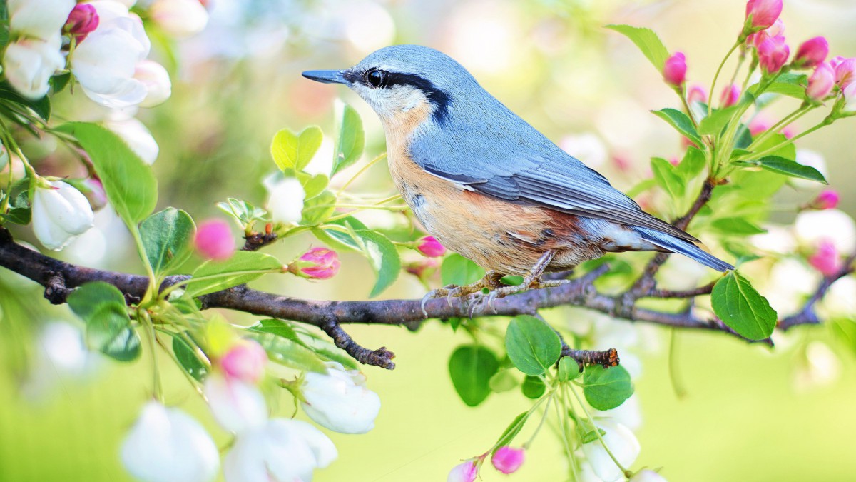 Vogelbescherming komt met gratis vogelkaart