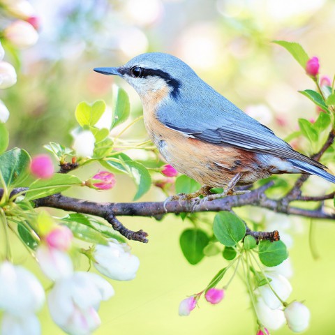 Vogelbescherming komt met gratis vogelkaart