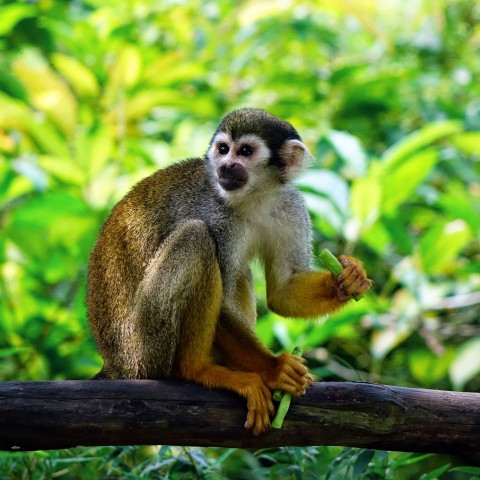 Dierenorganisaties: Hop op vakantie afstand van wilde dieren