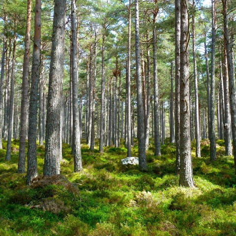 Terugblik plantseizoen: bijna 1,6 miljoen bomen geplant