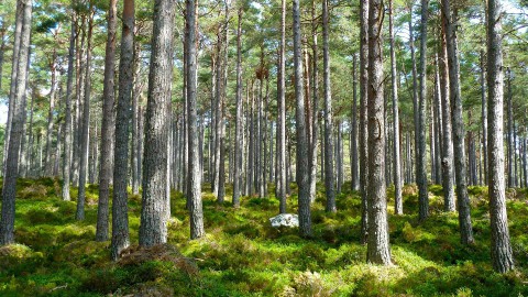 Terugblik plantseizoen: bijna 1,6 miljoen bomen geplant