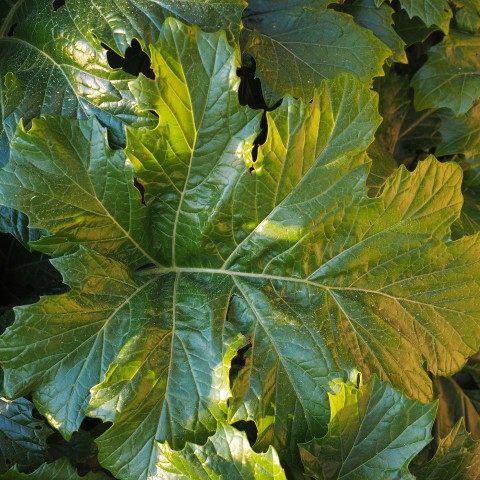 Berenklauwen uit het bos!
