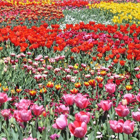 Magere oogst redt bloemensector