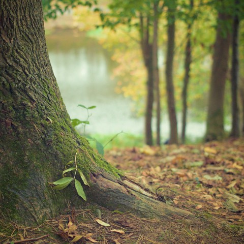 Staatsbosbeheer grijpt in langs rand wijk Oosterwold
