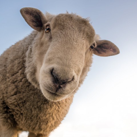 Ga op Schaapfari in Almere