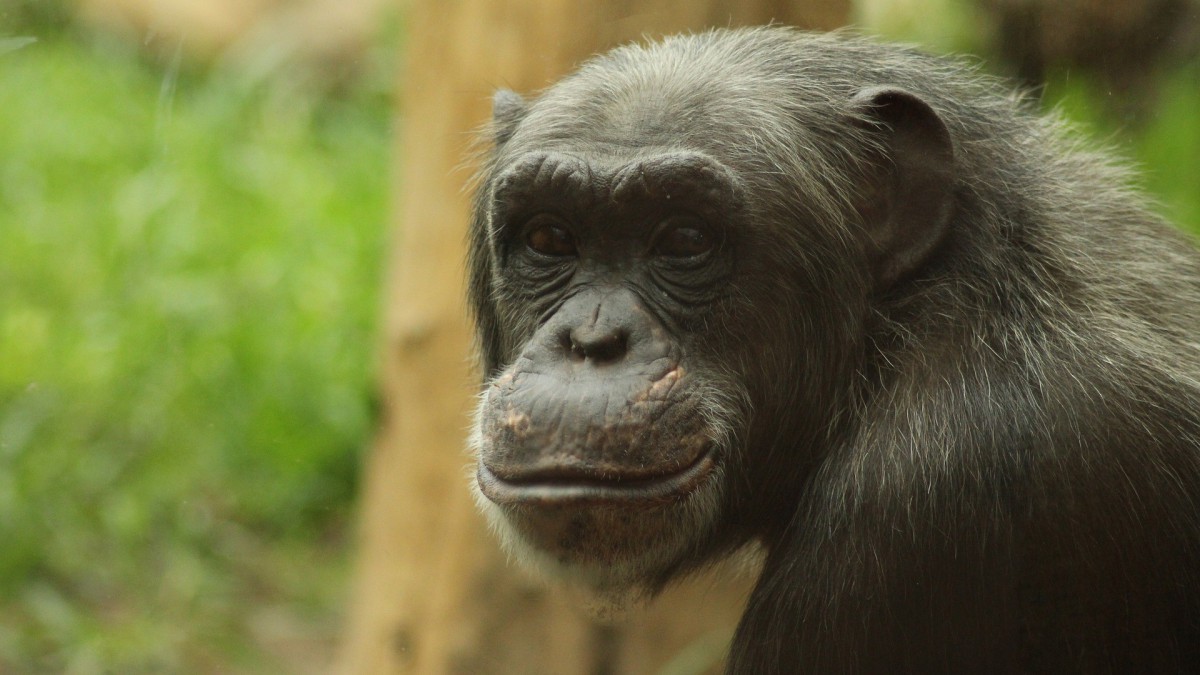Beroemdste chimpansee van Almere overleden: 'Antoine was een groot kind'