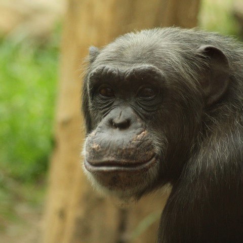 Beroemdste chimpansee van Almere overleden: 'Antoine was een groot kind'