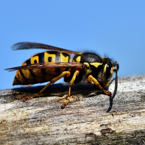 Weg met die wespen 