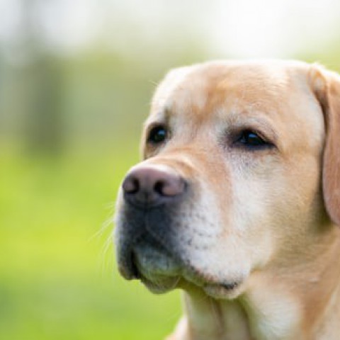 Internationale Week van de Assistentiehond
