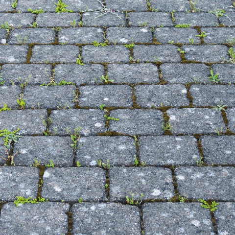 Actie opgezet om Almere Hout groener te maken