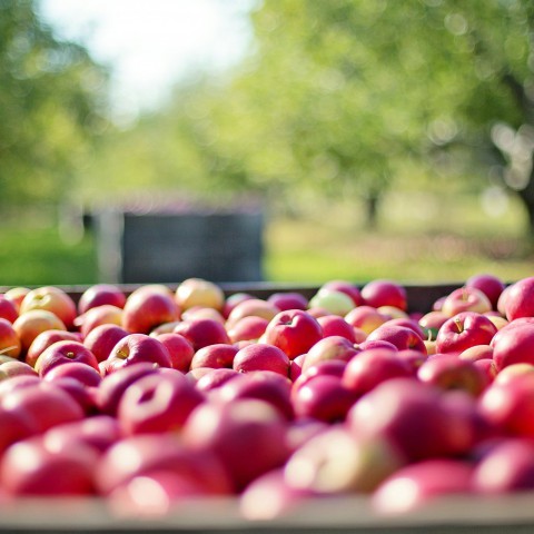 Nieuwe boerenprotestactie: gratis appels