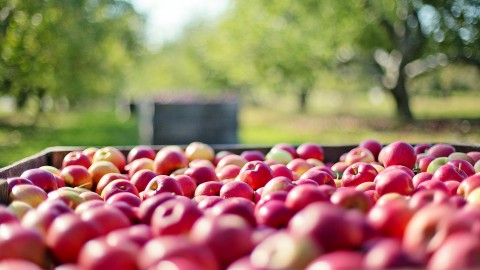 Nieuwe boerenprotestactie: gratis appels