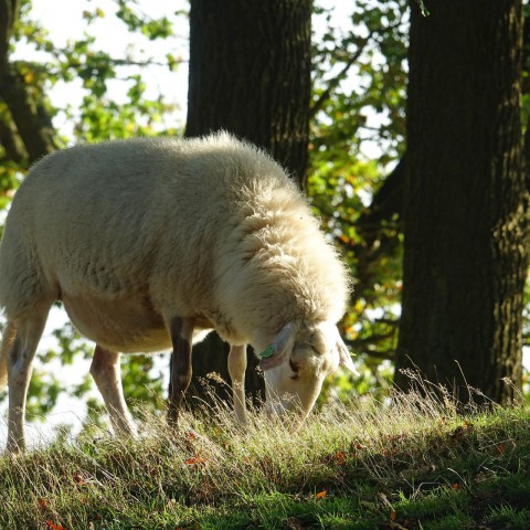 Neem een kijkje in het Cirkelbos