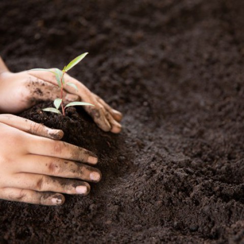 Verplanten bomen van Hagevoortdreef naar Godendreef