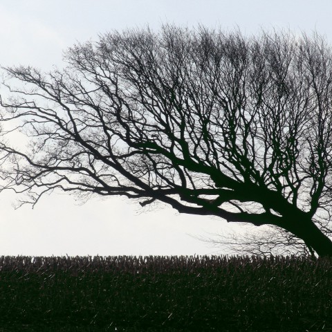 Storm Bella veroorzaakt schade, maar aantal meldingen valt nog mee