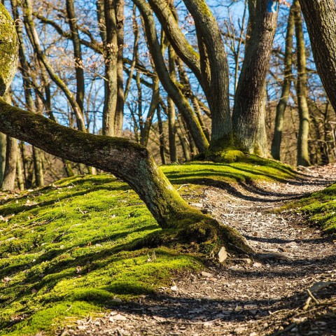 Wandel jij graag door de natuur?