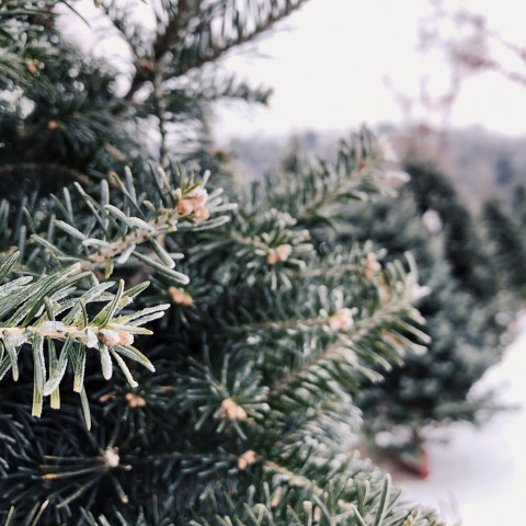 Lever je kerstboom in