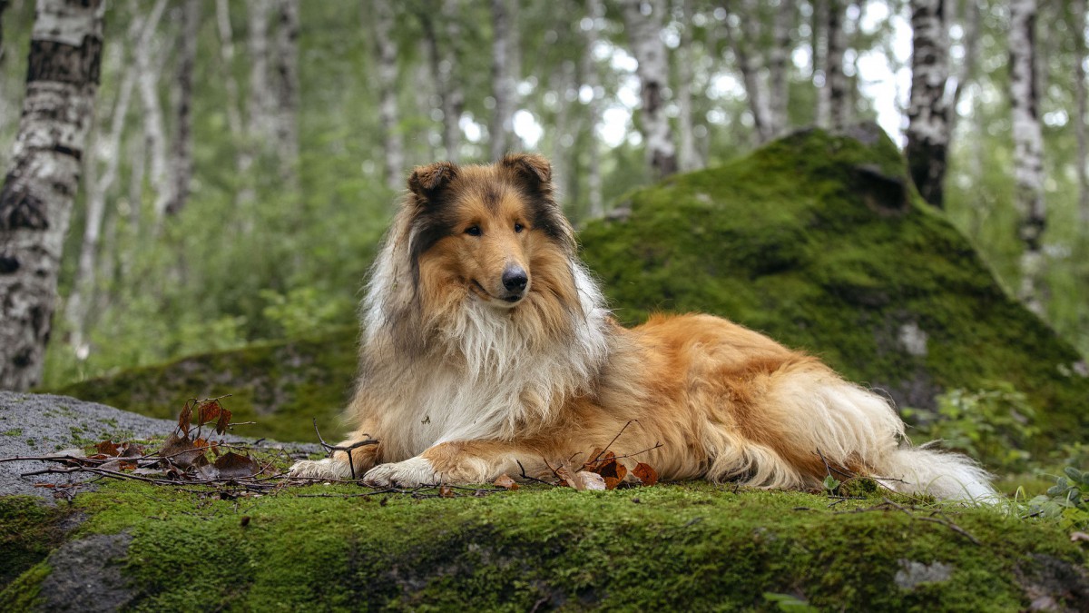Met je hond door Almeerderhout