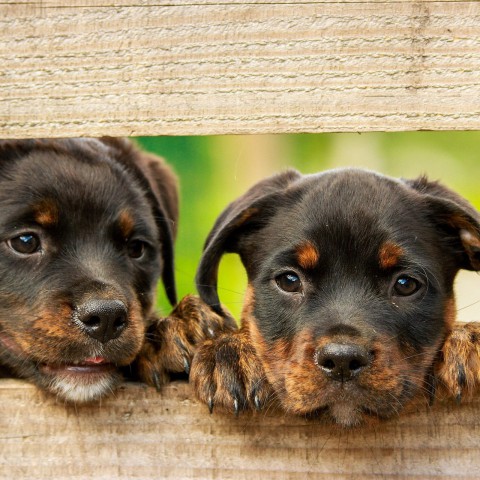 Verdwaalde honden vieren nieuwjaarsnacht met zijn tweeën