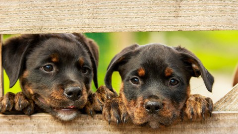 Verdwaalde honden vieren nieuwjaarsnacht met zijn tweeën