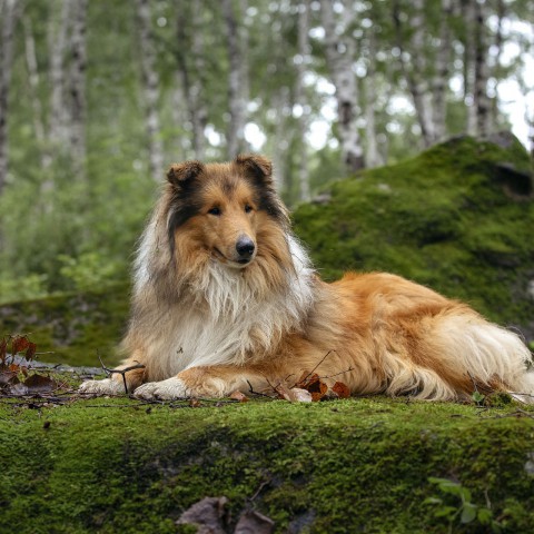 Met je hond door het Almeerderhout