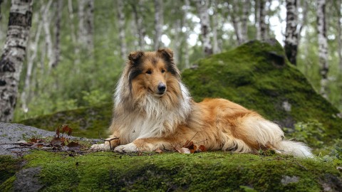 Met je hond door het Almeerderhout