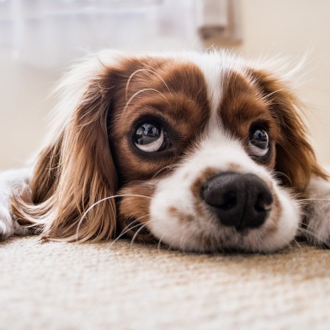 Zoektocht naar hondje dat uit auto is gegooid