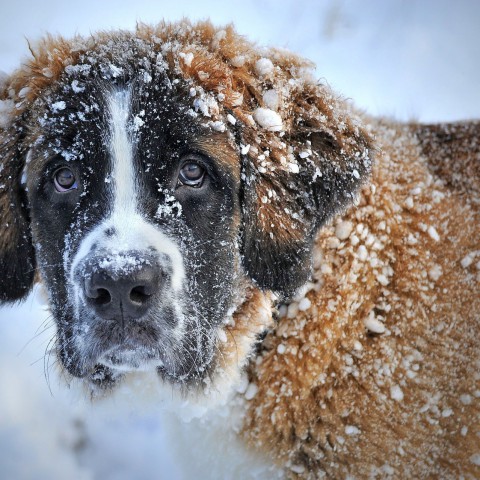 Help je hond de winter door