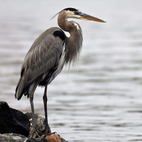 'Roosterreiger' mag weer de vrije natuur in