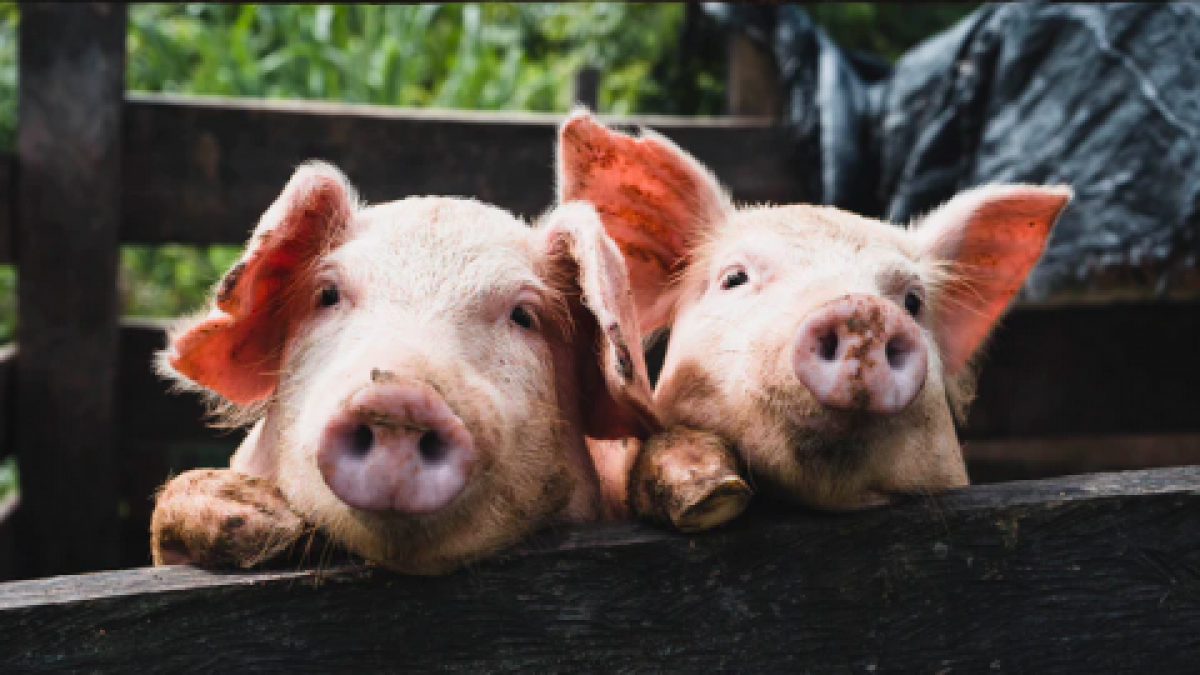 PvdD wil dat varkenshouder uit Flevoland vertrekt